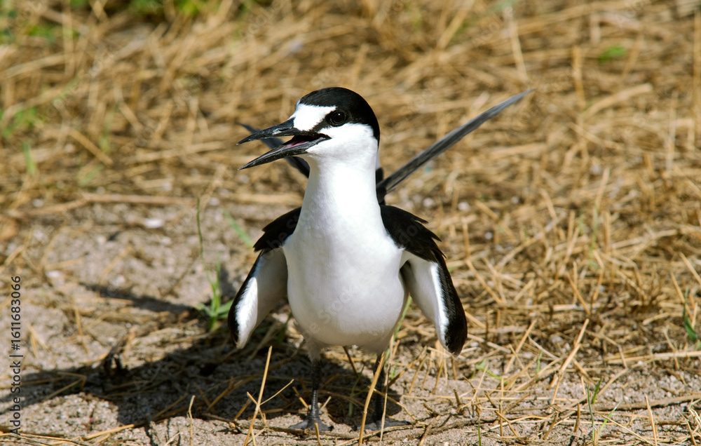 Naklejka premium Sterne fuligineuse, Sterna fuscata nubilosa, Onychoprion fuscatus , Sooty Tern, Ile Byrd, Seychelles