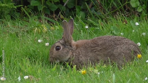 European Rabbit (Oryctolagus cuniculus) Eating Grass in a Field