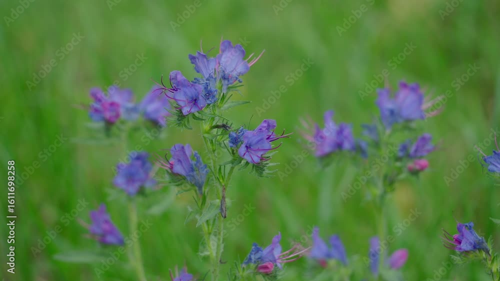 Close-up of flowering common viper's bugloss Echium vulgare in a meadow Close-up of flowering common viper's bugloss Echium vulgare in a meadow