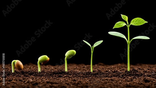 A sequence of seedling growth stages is shown, starting from a seed to a sprout with leaves, illustrating the natural life cycle and the power of nurturing.