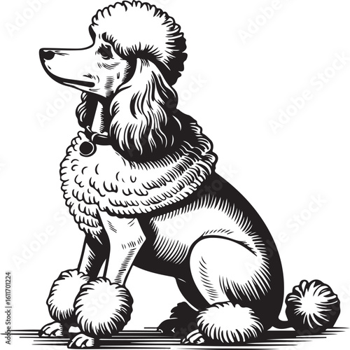 Elegant Poodle Dog Vector Illustration in Engraving Style Canine Art