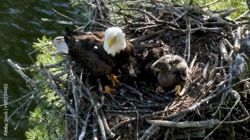 A majestic bald eagle stands guard over its fluffy baby chicks in a sturdy nest perched high above a flowing river, showcasing wildlife in spring.