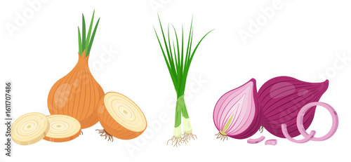 Different types of Onions. Yellow gold and red Onion with parts and Green Chives onion. Cook ingredients, spices. Organic food icons. Vector illustration isolated on white background.