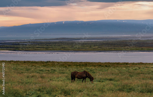 horse in Iceland