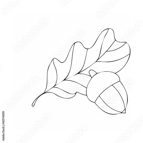 Oak leaf and acorn outline autumn nature