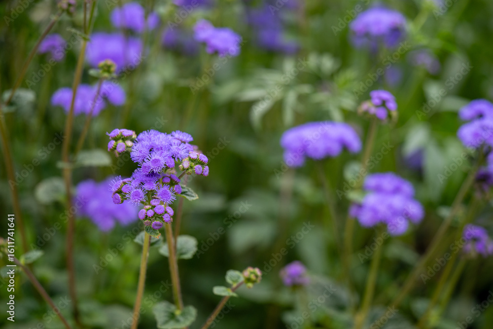 Close up of Blue Ageratum Plant on Black Background Close up of Blue Ageratum Plant on Black Background