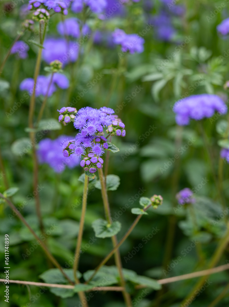 Fototapeta premium Close up of Blue Ageratum Plant on Black Background