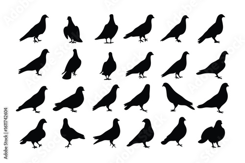 Pigeon Silhouette Collection: A curated set of striking pigeon silhouettes, perfect for design, illustration, and creative projects, depicting various poses and angles.