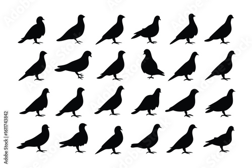 Pigeon Silhouettes: A symmetrical composition of a flock of pigeons depicted in black, creating a visually arresting display of avian silhouettes against an unmarked ground.