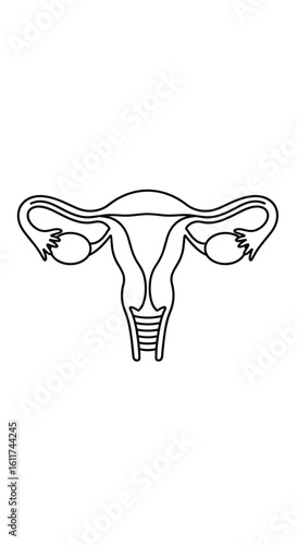 Female reproductive system anatomy outline diagram with fallopian tubes ovaries uterus and cervix illustration