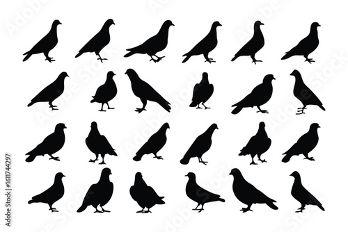 Silhouetted Pigeons: A graphic silhouette collection of pigeons in various poses, set against a neutral backdrop, offers a simple yet striking visual of the birds.