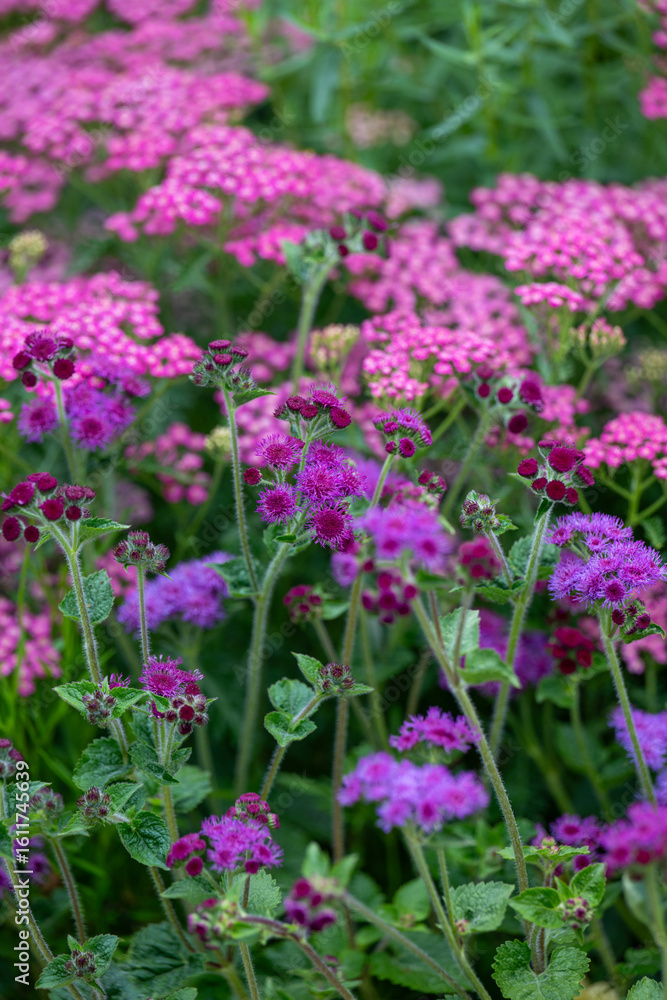 Fototapeta premium Close up of Blooming Yarrow Herb in Summer