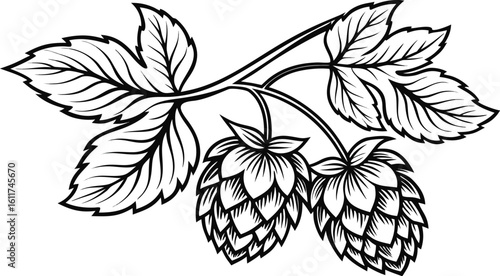 Vintage Hops Illustration – Botanical Vector of Beer Ingredient