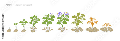 Growth stages of potato from seed to harvest time