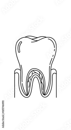 Cross sectional view of a healthy human tooth showing enamel dentin pulp and root structures