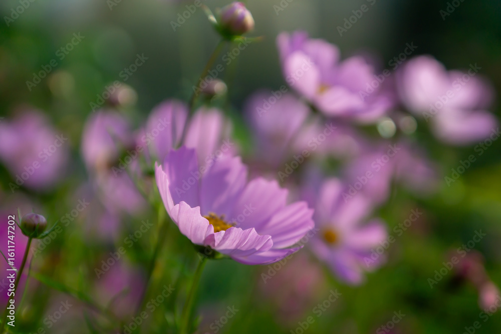 A variety of garden flowers on city streets and in parks and gardens. A variety of garden flowers on city streets and in parks and gardens.