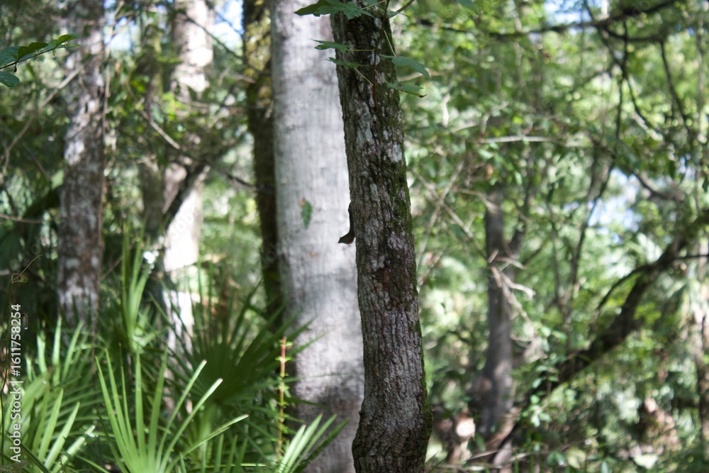 Fototapeta premium tree in the woods