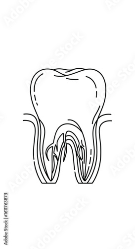 Understanding tooth anatomy and the inner workings of dental structures for oral health