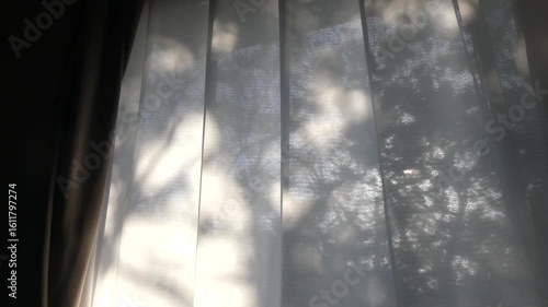 カーテン越しに差し込む自然光と木のシルエット
