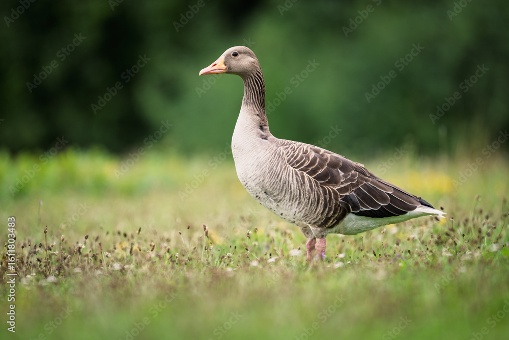 Gans im Gras Gans im Gras