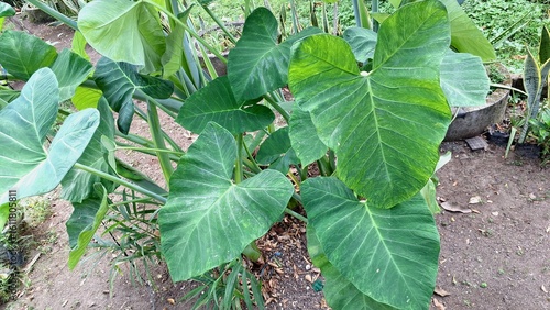 Colocasia esculenta taro plant with edible roots and green leaves grown in tropical garden ideal for agriculture botany cooking and sustainable farming concepts