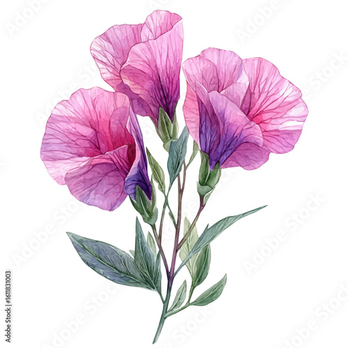 watercolor of Sweet Pea Flower, vector, isolated on a white background.