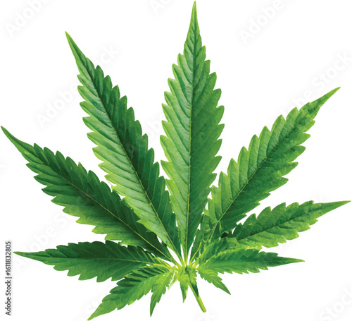 Cannabis leaf isolated on a white background