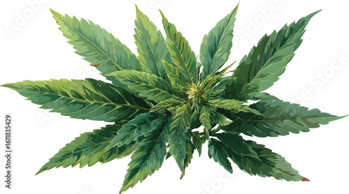 Cannabis leaf vector, clip art on a white background