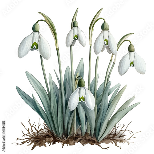 Snowdrop Flower, watercolor vector, isolated on a white background.