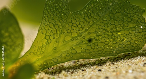 Close-up seaweed leaf