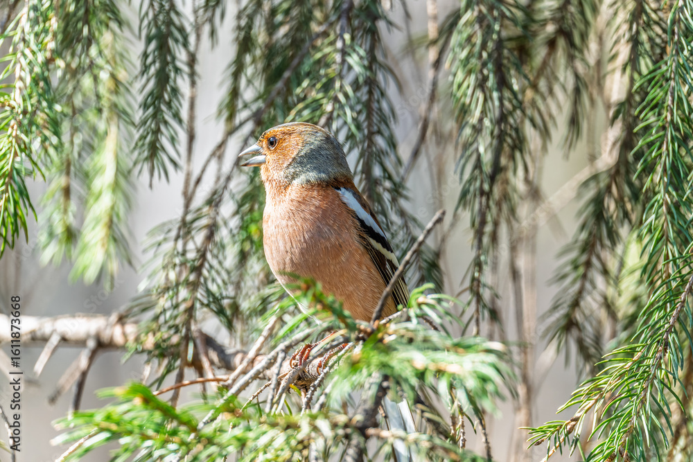 Common chaffinch, Fringilla coelebs, sits on a tree. Common chaffinch in wildlife. Common chaffinch, Fringilla coelebs, sits on a tree. Common chaffinch in wildlife.