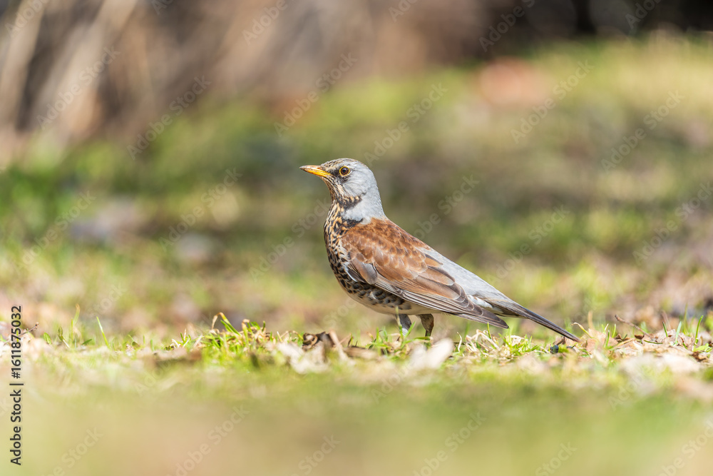 Fototapeta premium Wood bird Fieldfare, Turdus pilaris, on a sprng lawn.