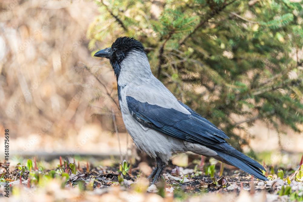 Fototapeta premium Hooded crow, corvus cornix, standing on the lawn in the spring or summer
