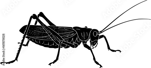 katydid silhouette line art vector illustration with a white background
