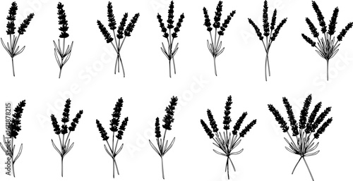 lavender silhouette line art vector illustration with a white background
