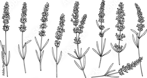 lavender silhouette line art vector illustration with a white background

