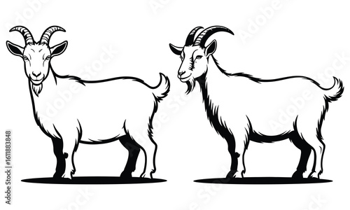 goat on white background