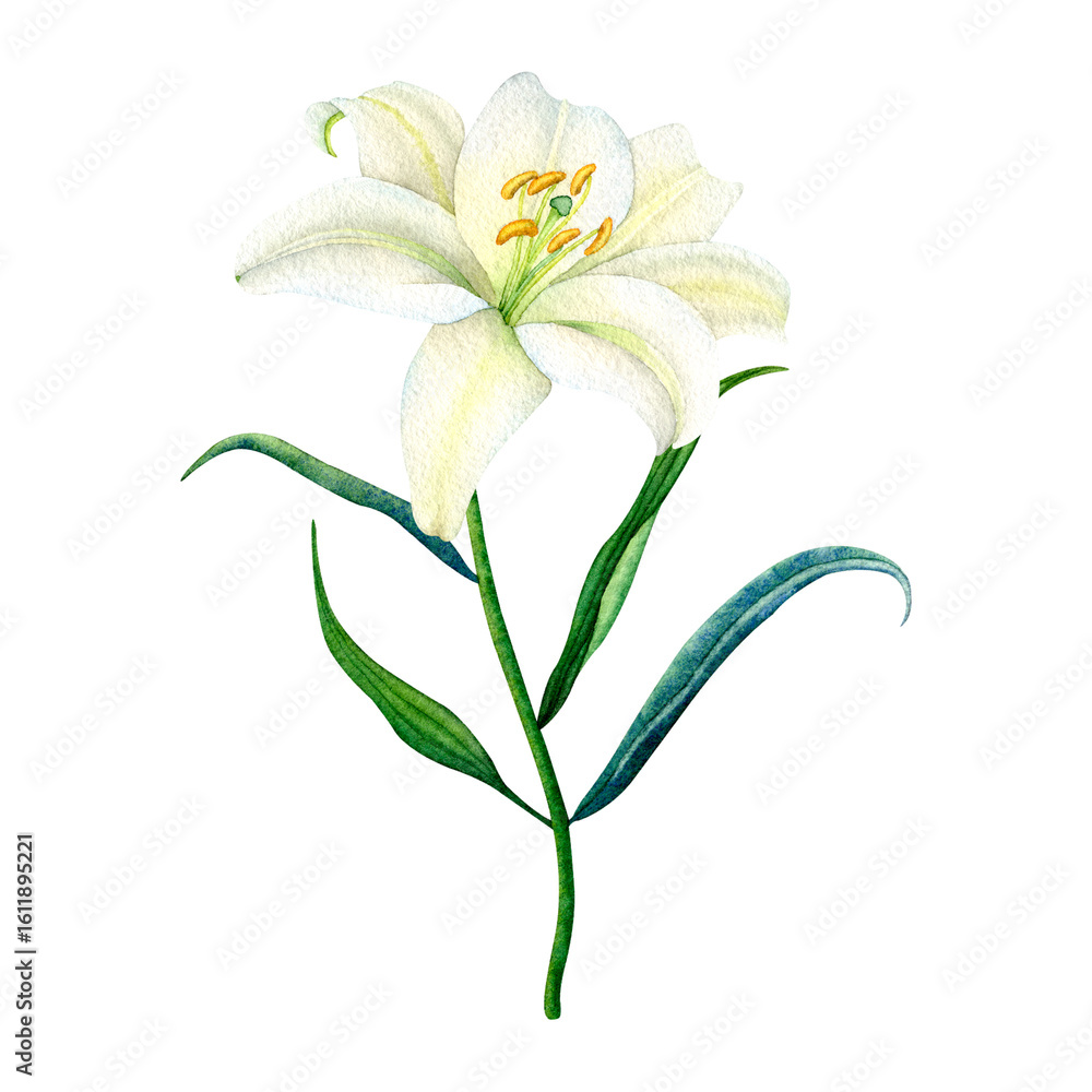 Fototapeta premium Delicate watercolor white lily with green leaves