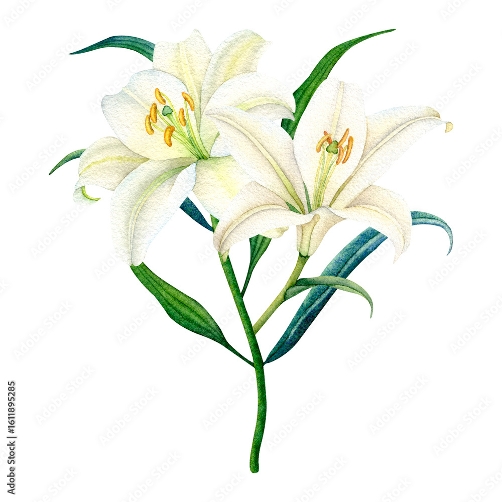 Fototapeta premium Delicate watercolor white lily with green leaves