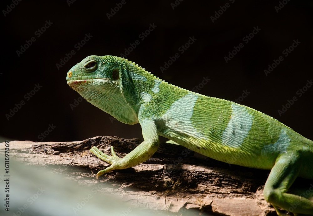 Fototapeta premium green lizard on a tree