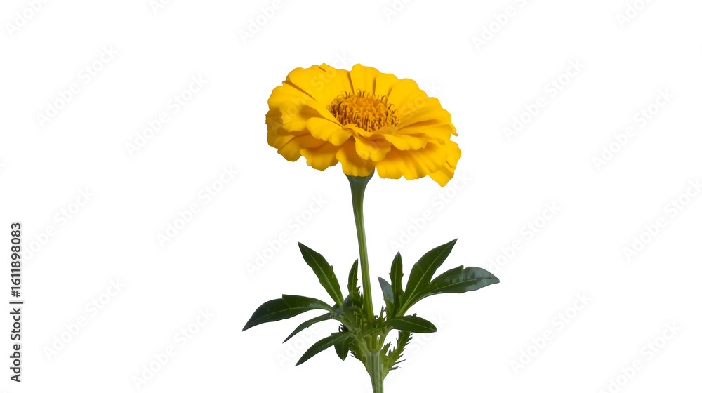 Naklejka premium Yellow marigold with green leaves on a clear background