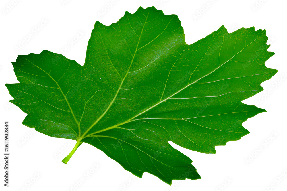 Bright green leaf on a transparent background during daylight Bright green leaf on a transparent background during daylight