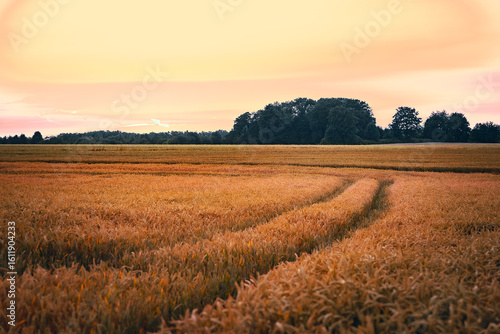 Golden field under warm sky during late afternoon