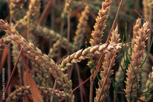Close-up of golden wheat ears in a sunny field