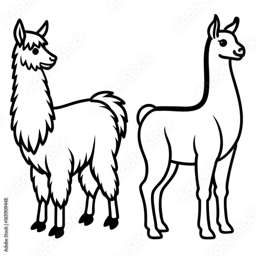 Two llamas silhouette isolated on white background