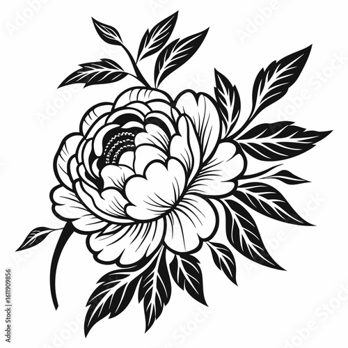 Elegant peony flower silhouette isolated on white background