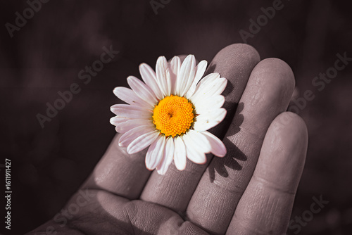 Single daisy flower held in hand — nature and simplicity