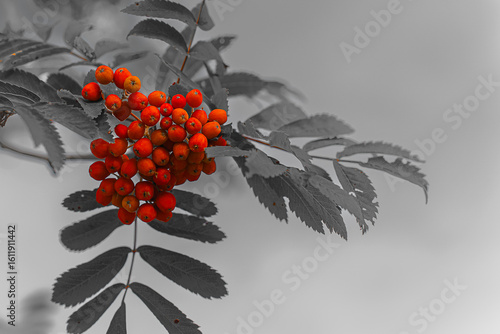 Vivid red rowan berries on monochrome background