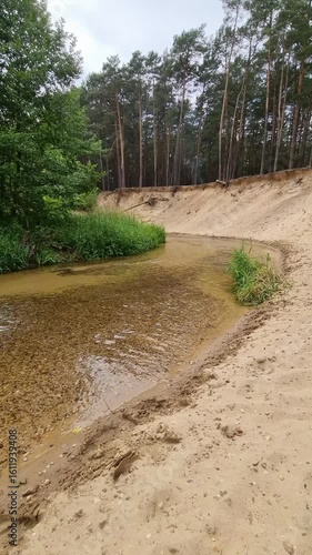 Krajobraz nad rzeką. Drzewa i zielone, gęste zarośla rosnące nad rzeką. Landscape by the river. Trees and green, dense thickets of sewage by the river