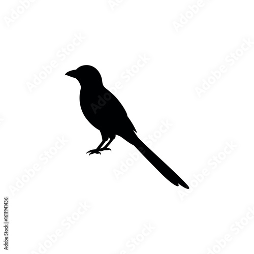 A drongo Bird's silhouette art on vector illustration.